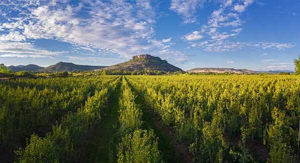 A vineyard outside of Medford with Table Rock in the background